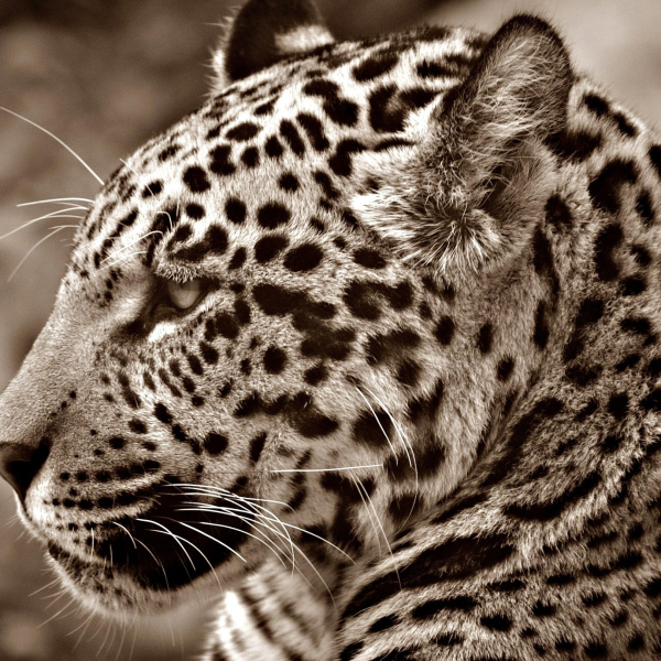 Sagesses animales