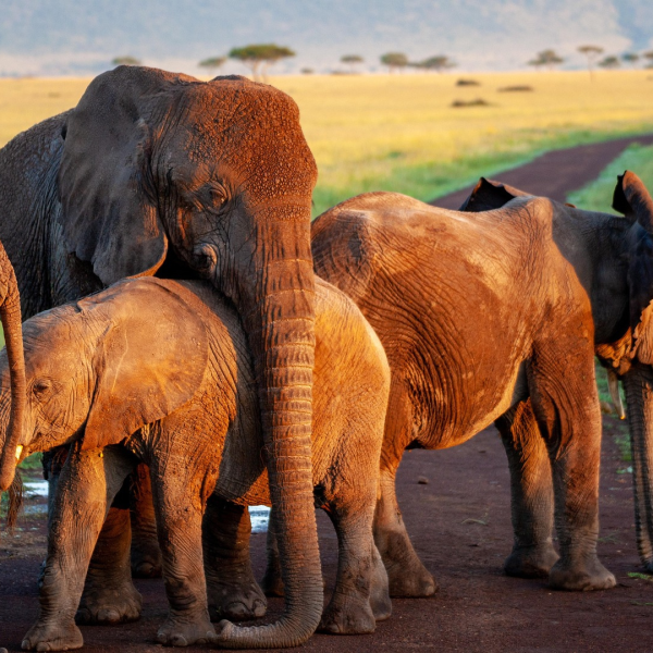 Ce que les éléphants nous apprennent sur le deuil et la mémoire émotionnelle