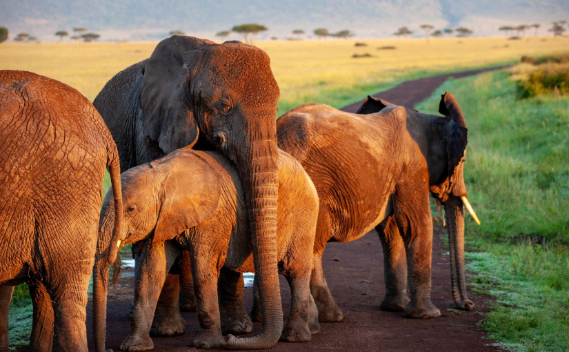 Ce que les éléphants nous apprennent sur le deuil et la mémoire émotionnelle