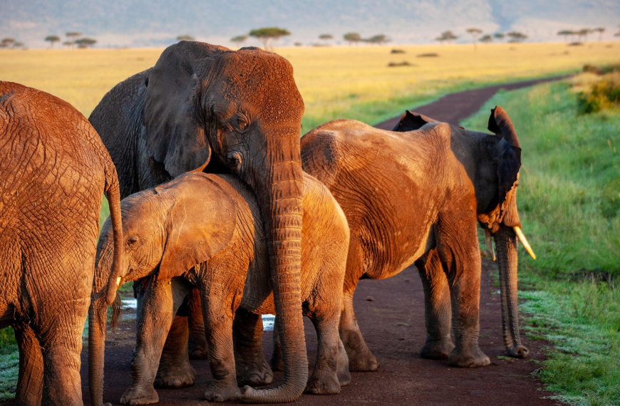 Ce que les éléphants nous apprennent sur le deuil et la mémoire émotionnelle