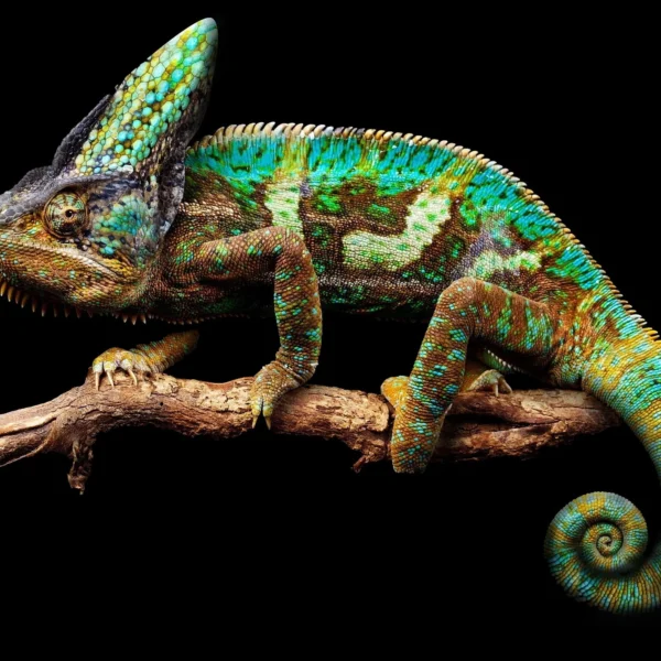 L’art d’être un caméléon
