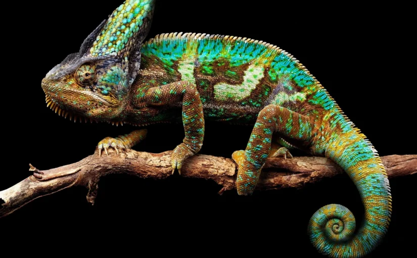 L’art d’être un caméléon