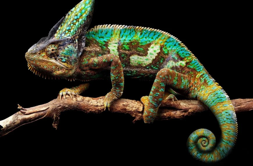 L’art d’être un caméléon